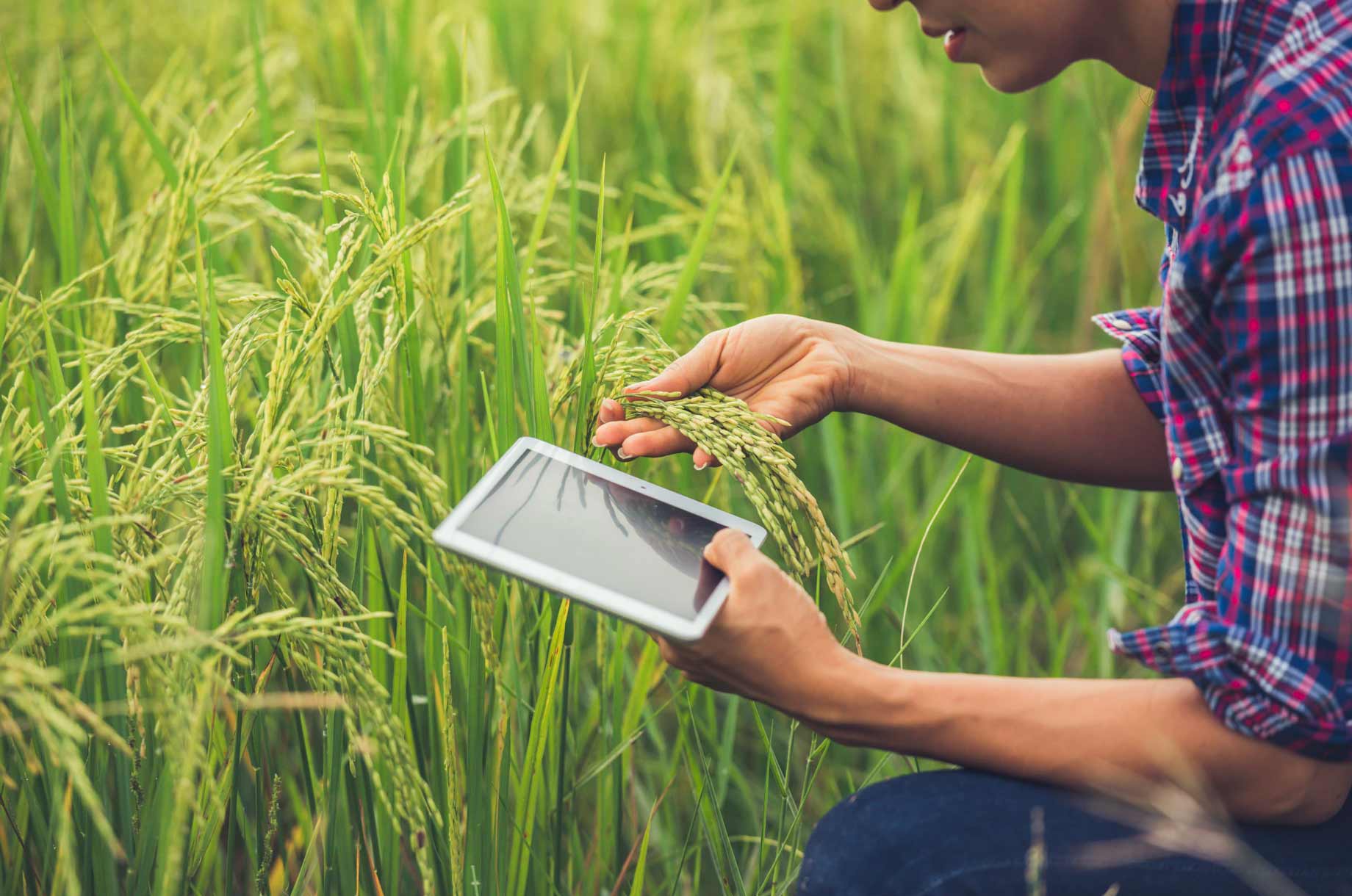 Asesoramiento personalizado cultivos