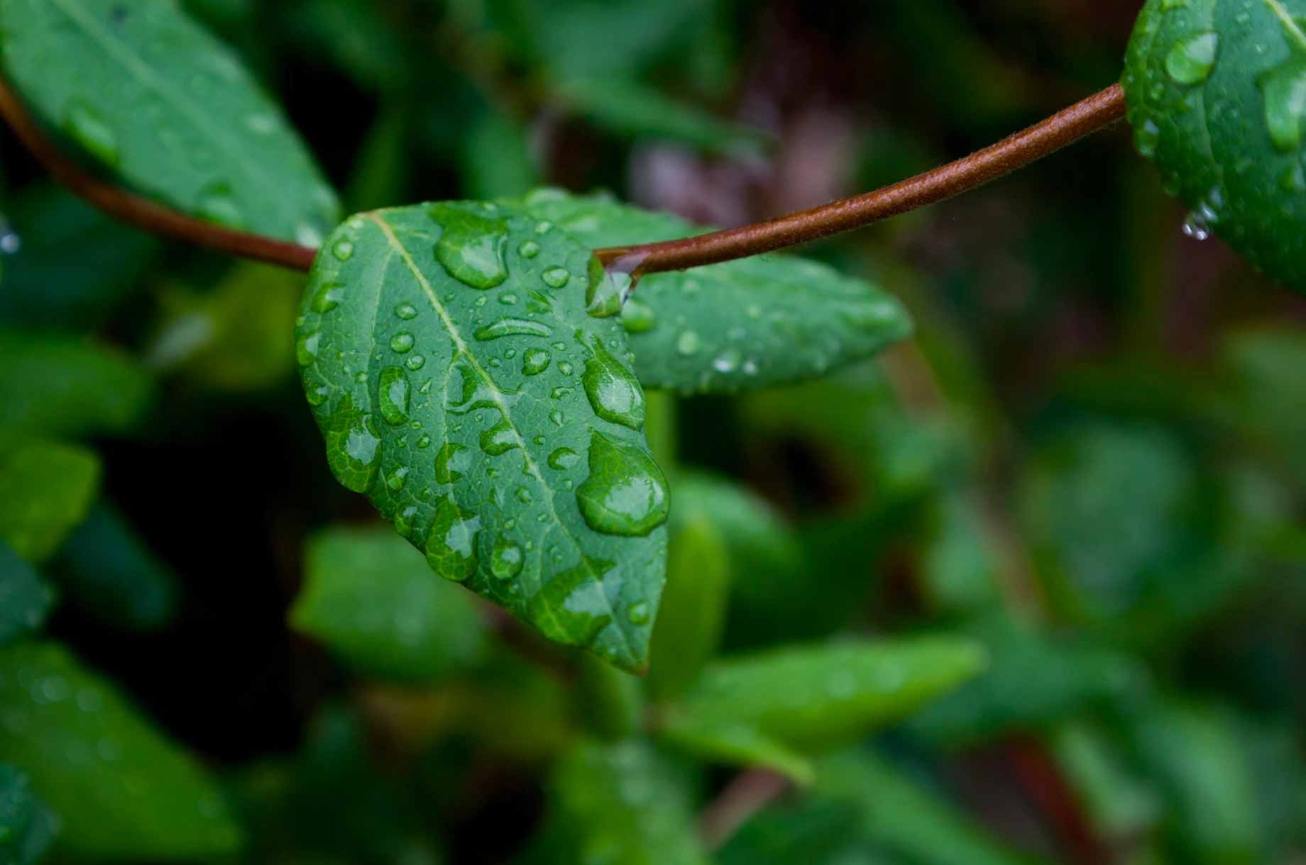 Control y gestión de cultivos